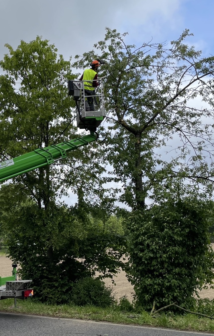  Guía de poda en Ourense y Lugo: Cuándo podar castaños, carballos, nogales y otros frutales