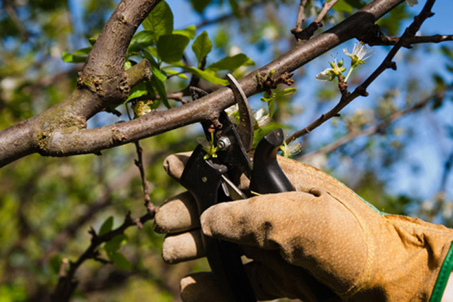 Especialistas en Podas en Altura en Ourense y Lugo: Por qué la Arboricultura es Clave en Galicia
